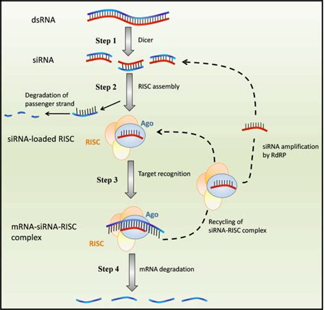 Schematic Representation Of Rna Interference In A Mammalian Cell Step My Xxx Hot Girl