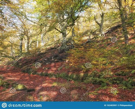 Sunlit Footpath In Autumn Woodland With Orange And Golden Leaves