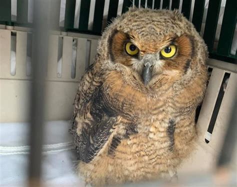 Young Great Horned Owl Rescued After Being Trapped Near Upper Peninsula