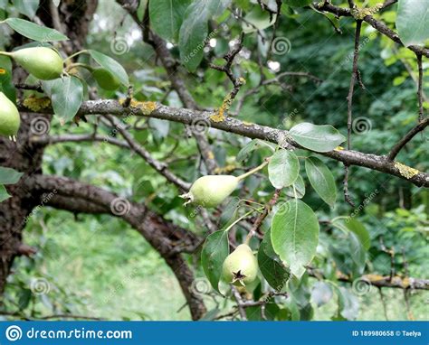Pear Tree Young Pears On A Blurry Green Background Stock Photo Image