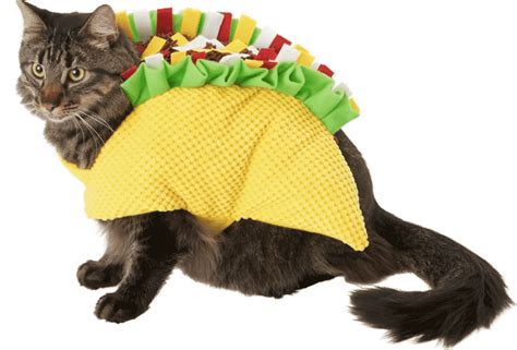 8 Ideas To Celebrate Halloween With Your Cats The Catnip