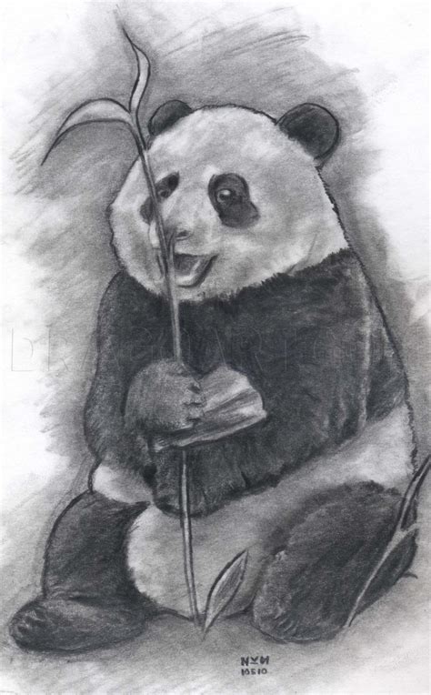 How To Draw A Realistic Panda Draw Real Panda Step By Step Drawing