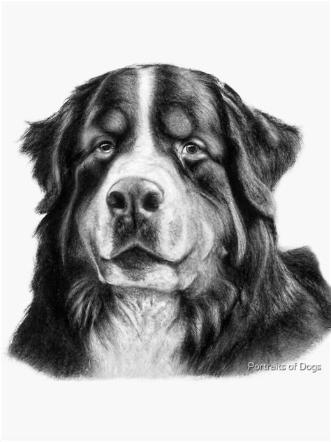 Bernese Mountain Dog Drawing Beautiful Dog Art Sticker For Sale By