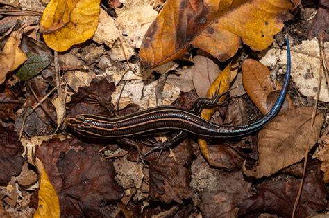 Broad Headed Skink South Carolina Partners In Amphibian And Reptile