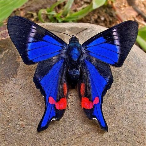 Top 10 Most Beautiful Colorful Butterflies Species Published In Pouted
