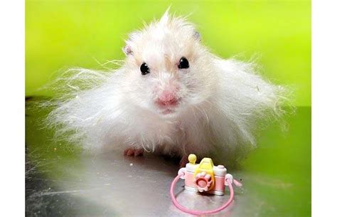 Forget Chicks This Easter The Hamsters Are Taking Over