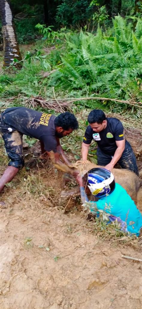 Sniffing dog from k9 unit in rescue training session. Liew commends rescue of elephant calf | Borneo Post Online