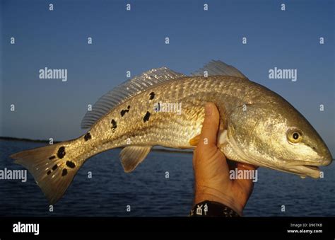 A Red Drum Or Redfish Sciaenops Ocellatus With Multiple Spots Caught