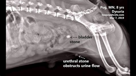 Final Video A Dog Passes Blood In The Urine Bladder Stones Youtube