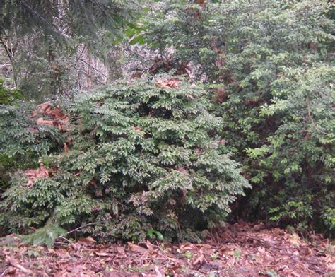 Evergreen Huckleberry Vaccinium Ovatum Native Plants Pnw