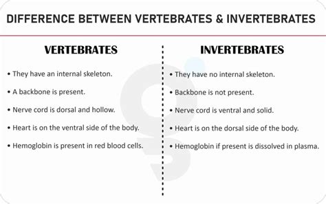What Is Difference Between Invertebrates And Vertebrates