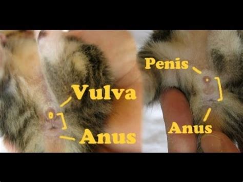How To Determine The Gender Of The Kittens Youtube