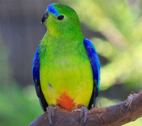 Unprecedented Access Inside Tasmanias Orange Bellied Parrot Captive