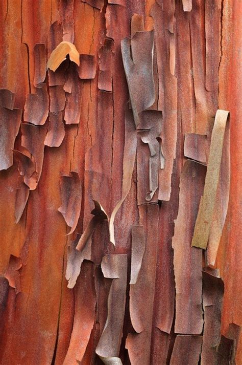 What Tree Has Red Peeling Bark Rosaria Sells
