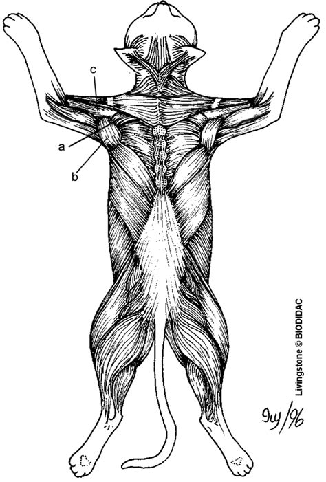Posted on october 10, 2015 by admin. UNLABELED MUSCULAR SYSTEM FRONT AND BACK - Auto Electrical ...