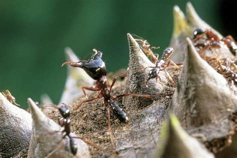 Army Ants Photograph By Patrick Landmannscience Photo Library Pixels