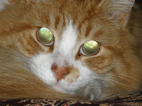 In fact, scientists believed this, too, for many years. Archivo:Tapetum lucidum gato.jpg - Wikipedia, la ...