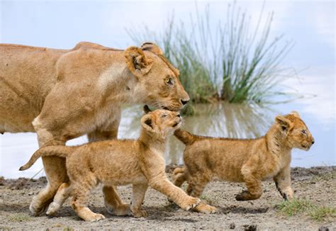 Encyclopaedia Of Babies Of Beautiful Wild Animals The Lion Cubs