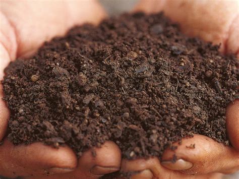 What Type Of Plants Grow In Silty Clay Loam Soil Sc Garden Guru
