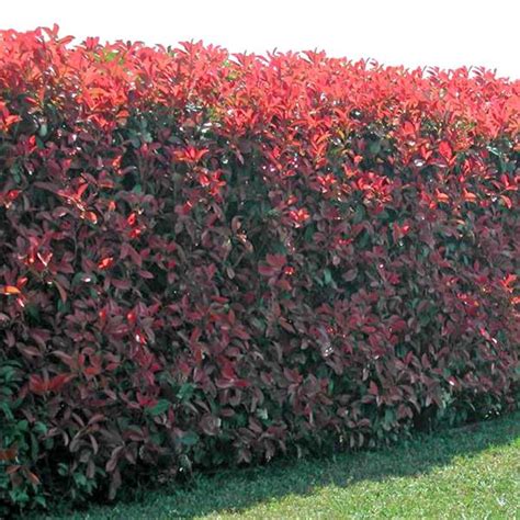 Le photinia est très présent dans nos jardins. Photinia fraseri Red Robin