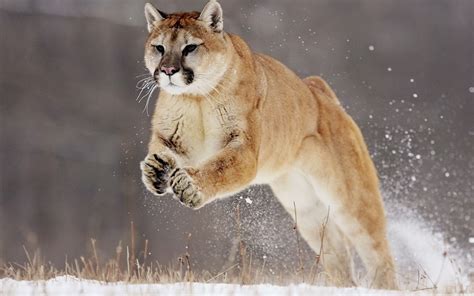 Animal Cougar Hd Wallpaper