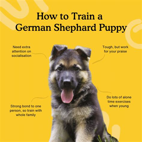 How To Train A German Shepherd Puppy Complete Training Guide