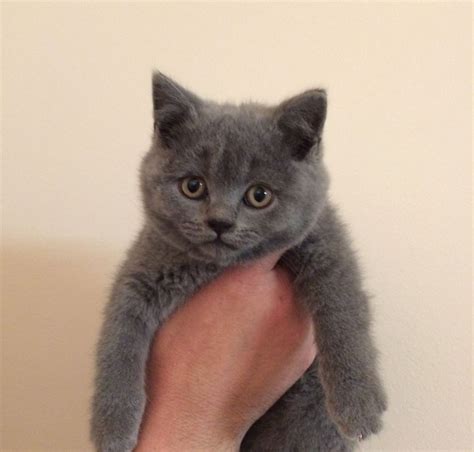 The price of british shorthairs depends on many factors: British Shorthair Cats For Sale | Lake Mary, FL #195818