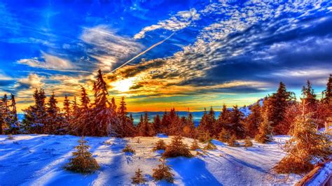 Winter Sunlight Over Pine Forest Wallpaper Background Hd Wallpaper