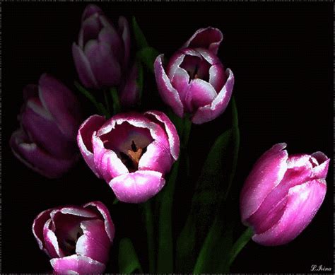 Decent Image Scraps Tulips Flower Beauty Flowers