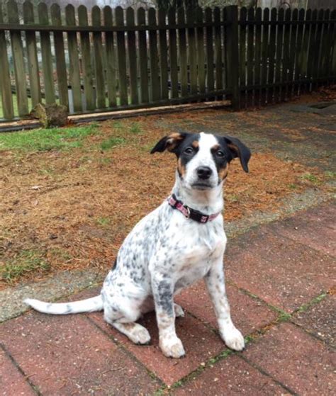 Cattle Dog Or Catahoula