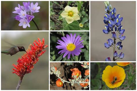 Where To See Wildflowers In Phoenix South Mountain Piestewa Peak