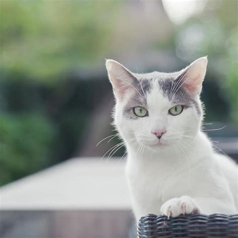 Grey And White Cat Photograph By Cindy Prins