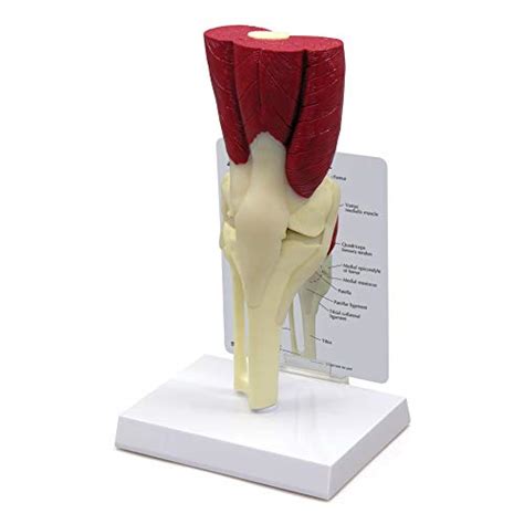 Knee Joint W Muscles Model Human Body Anatomy Replica Of Normal