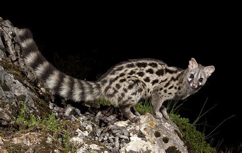 Search 39 then share your genealogy and compare dna to grow an accurate global family tree that's free forever. La Genette commune - LPO PACA - Ligue pour la Protection ...