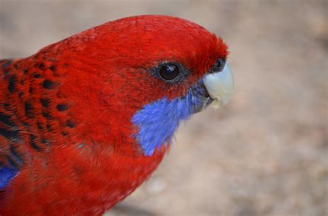 Crimson Rosella Parrot Pet Information