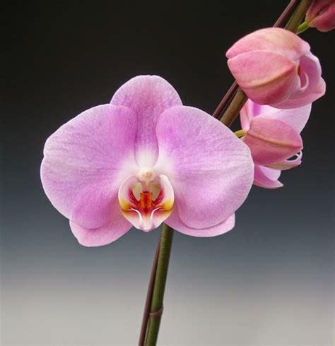 Orchidaceous Orchid Blog