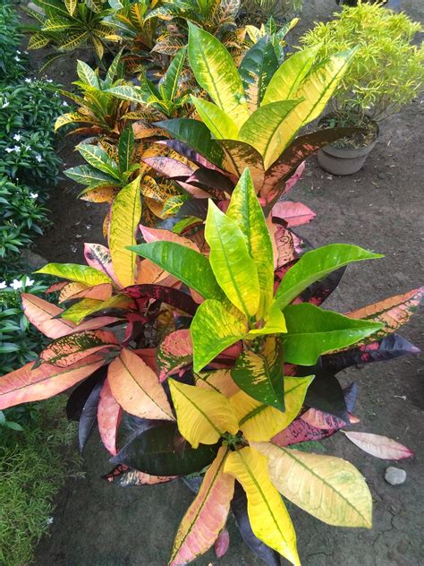 17+ Gambar Bunga Di Taman Rumah - Galeri Bunga HD