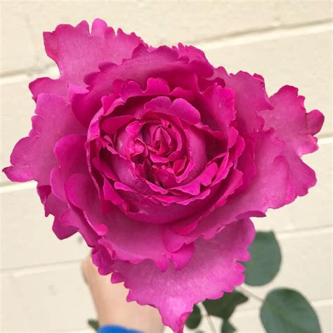 Repost Potomac Floral Wholesale The Beauty Of This Garden Rose Is