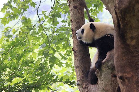 Giant Panda In A Tree Shutterbug