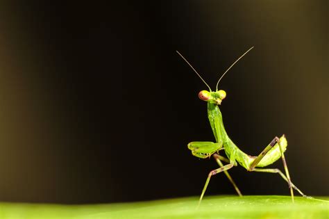Download Animal Praying Mantis Hd Wallpaper