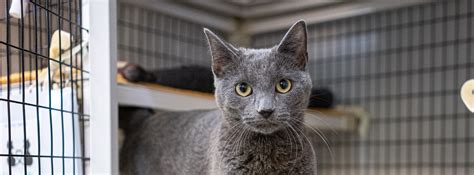 Tippy.mov @ meow cat rescue kirkland wa 425 822 6369. Newsletters & MEOW MEWS - MEOW Cat Rescue