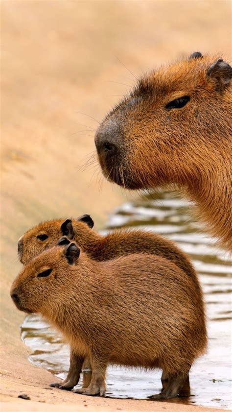 Capybaras Капибара Детеныши животных Фотографии животных