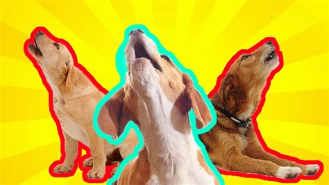 Dogs Howling Sound Fx To Make Your Dog React 37 Breeds Including