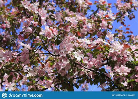 Branches Of Spring Tree With Beautiful Pink Flowers Stock Image Image