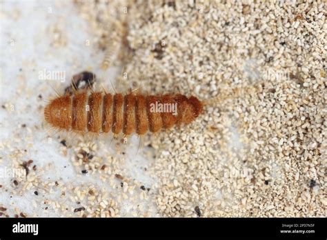 Larva Larvae Of Carpet Beetle Anthrenus Trogoderma Attagenus