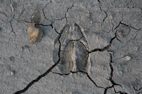 How To Tell Buck From Doe Tracks Naturetracking