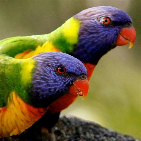 Rainbow Lorikeets Australia