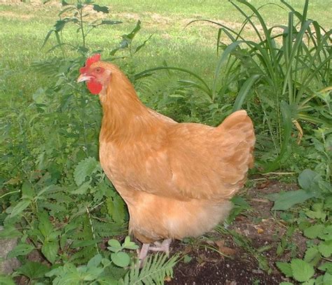 Backyard Chickens 5 Best Breeds For Egg Layers