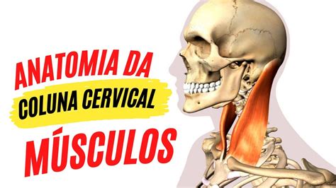 Anatomia Da Coluna Cervical Musculos Movimentos E Biomecanica