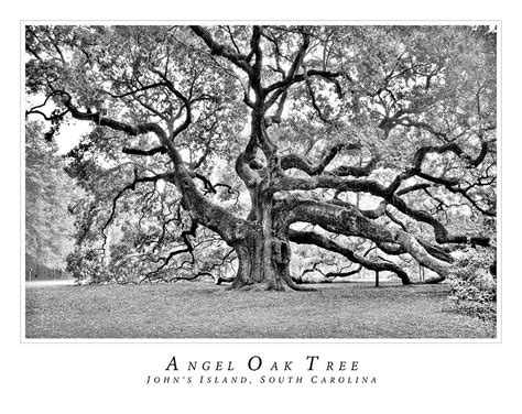 Angel Oak Photograph By James Sukkert Fine Art America